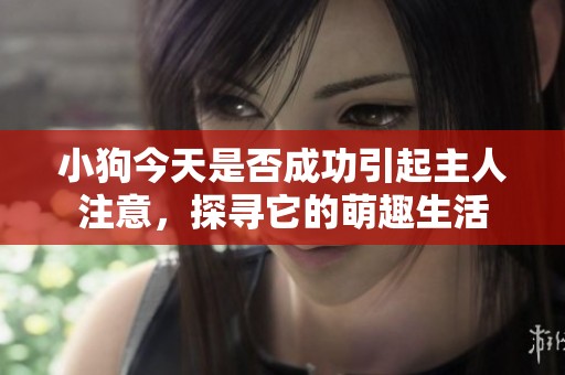 小狗今天是否成功引起主人注意，探寻它的萌趣生活